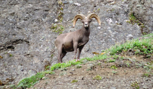 Kamchatka Trophy Hunts - sheep hunts koryak