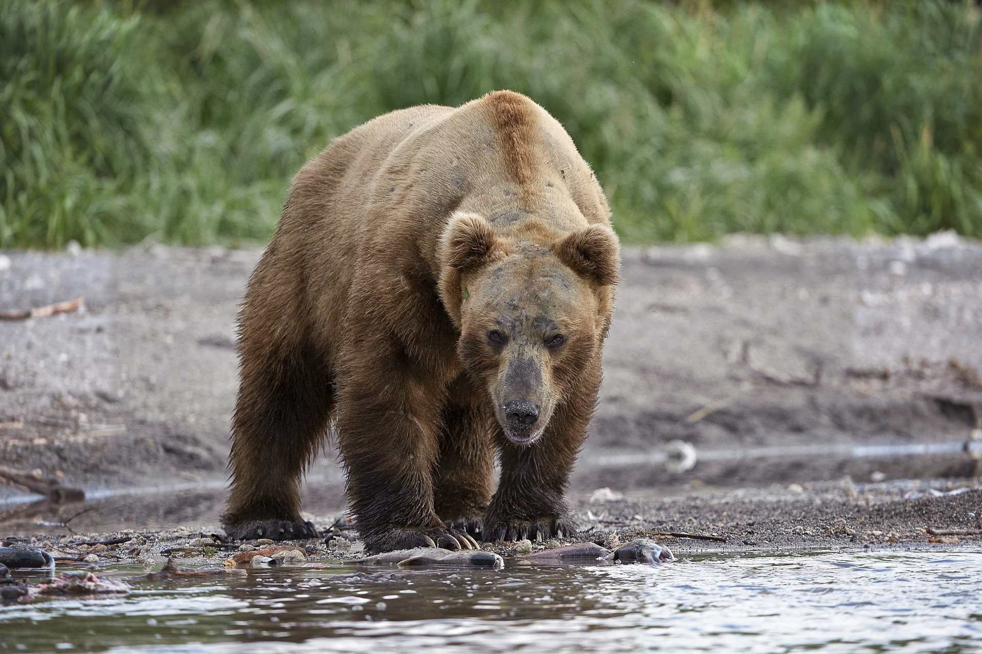 Home - Kamchatka Trophy Hunts